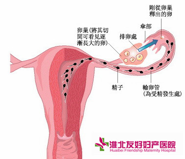 附件炎症状表现有哪些